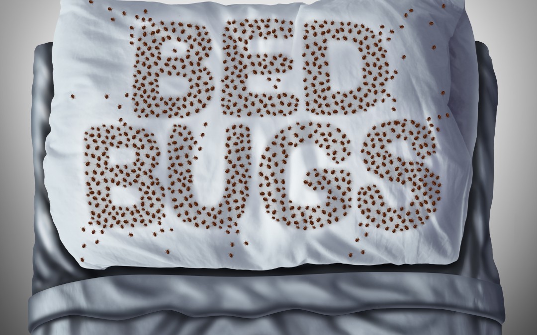 Commercial Bed Bugs