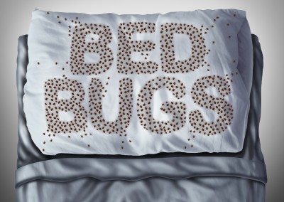 Commercial Bed Bugs