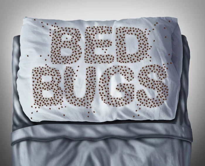 Commercial Bed Bugs