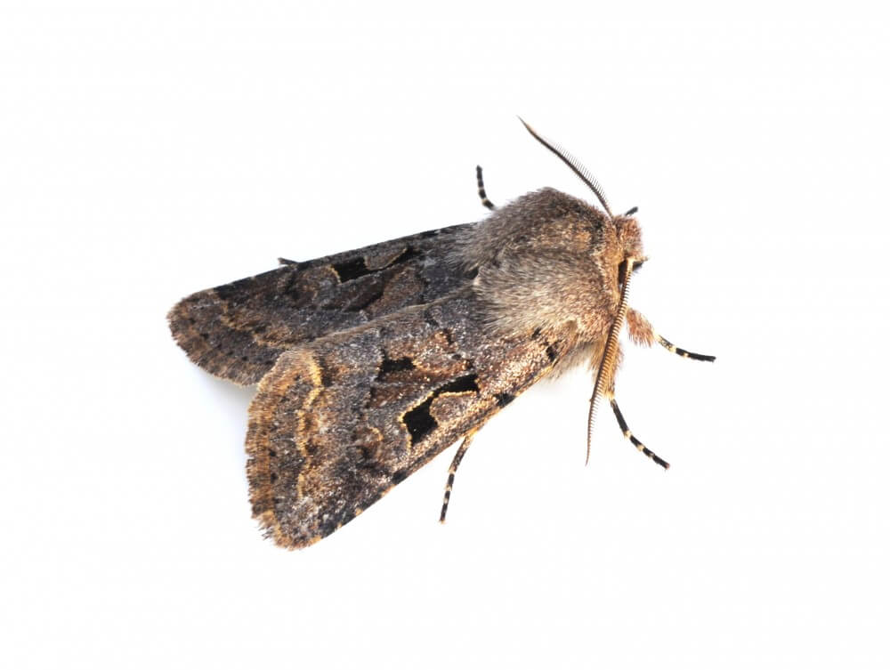 https://oakmontenv.com/wp-content/uploads/2016/01/Moths-e1452105276167.jpg