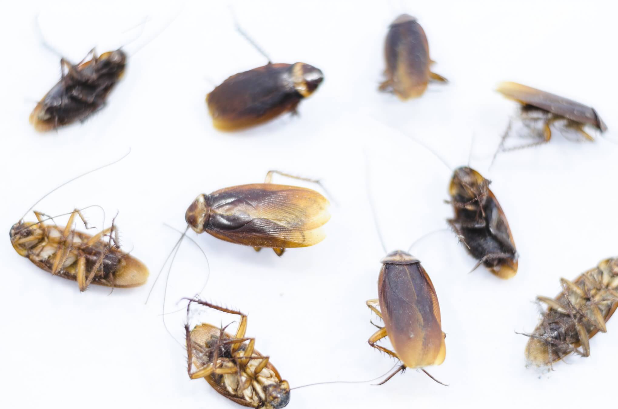 Commercial Roaches