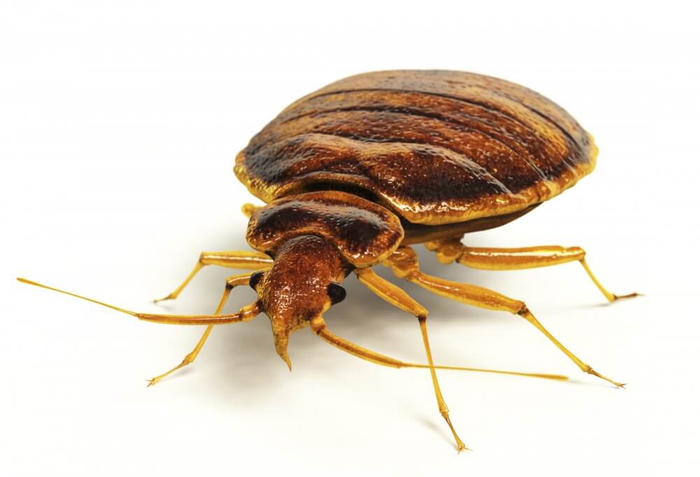 KILL Bed Bugs NJ, Non-toxic bed bug treatment NJ, bed bug treatment NJ, bed bug heat NJ, hypoallergenic bed bug treatments NJ, bed bug heat treatment NJ