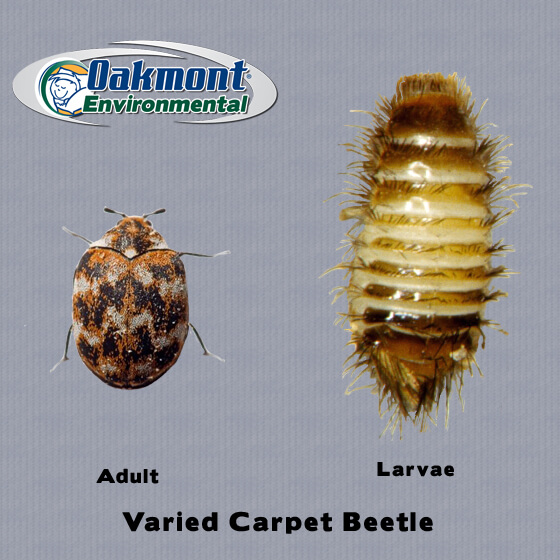 Kill Carpet Beetles Mercer County NJ, Carpet Beetle Treatment Mercer County NJ, Carpet Beetle Heat Treatment Mercer County NJ