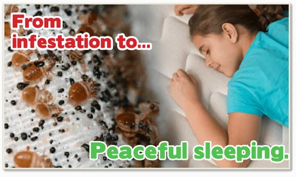 safe bed bug heat, bed bug control, bed bug heat treatment, bed bug bites, Kill bed bugs NJ, Kill bed bugs, nontoxic bed bug treatment, non-toxic bed bug treatment, non toxic bed bug treatment NJ